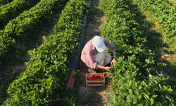 Türkiye İstatistik Kurumu (TÜİK), mart ayına ilişkin Tarım ÜFE verilerini açıkladı