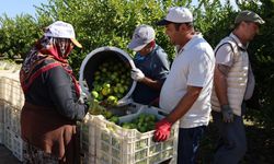 Mandalina ihracatında Ekimde yüzde 144’lük sıçrama