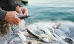 Su Ürünleri Sektörü İlk Çeyrekte İhracatını Yüzde 24 Yükseltti