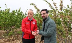 Kiraz ihracatçılarından 200 milyon dolar ihracat hedefi