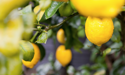 Türkiye'nin limon ihracatı 500 milyon dolara yükseldi