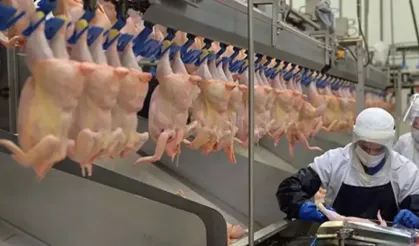 Kanatlı eti ihracatına durdurma kararı