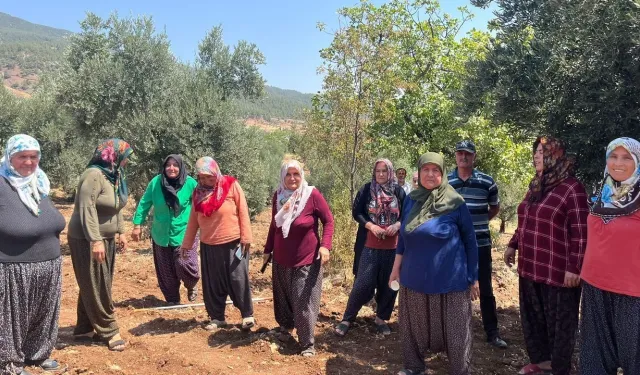 Zeytinlikleri madenciliğe açan kanun kabul edildi