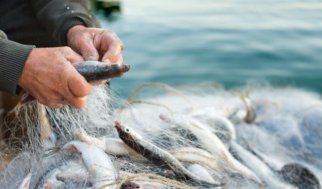 Su Ürünleri Sektörü İlk Çeyrekte İhracatını Yüzde 24 Yükseltti
