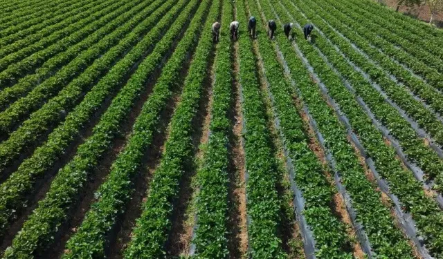 Çiftçilere 110,5 milyon liralık tarımsal destek ödemesi bugün yapılıyor
