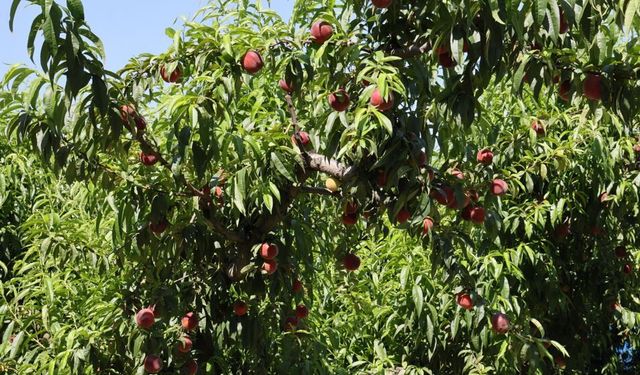 Şeftali ve nektarin ihracatı 343 milyon dolara ulaştı