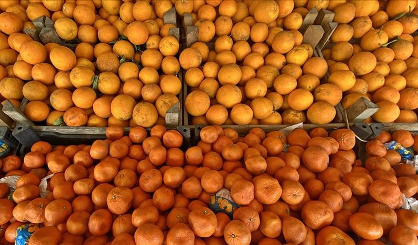 2024’ün ilk 6 aylık döneminde yurt dışına 935 bin 530 ton turunçgil satıldı