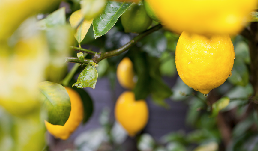 Türkiye'nin limon ihracatı 500 milyon dolara yükseldi