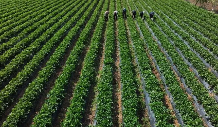Çiftçilere 110,5 milyon liralık tarımsal destek ödemesi bugün yapılıyor