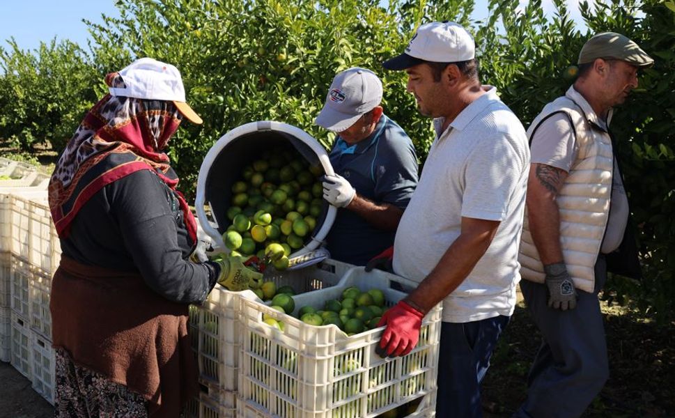 Mandalina ihracatında Ekimde yüzde 144’lük sıçrama