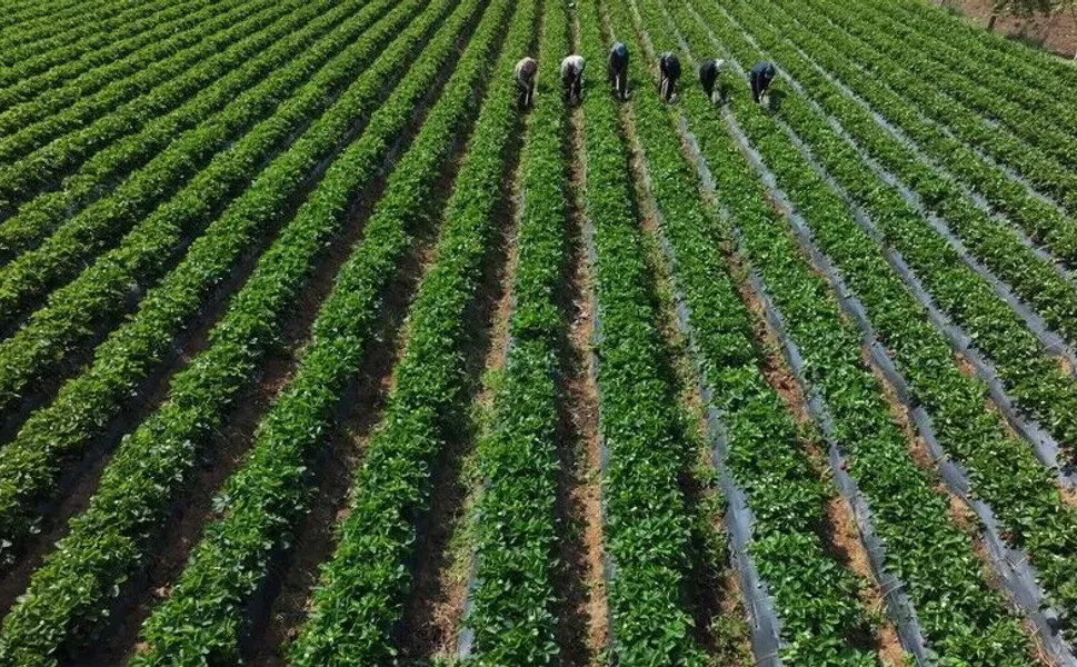 Çiftçilere 110,5 milyon liralık tarımsal destek ödemesi bugün yapılıyor