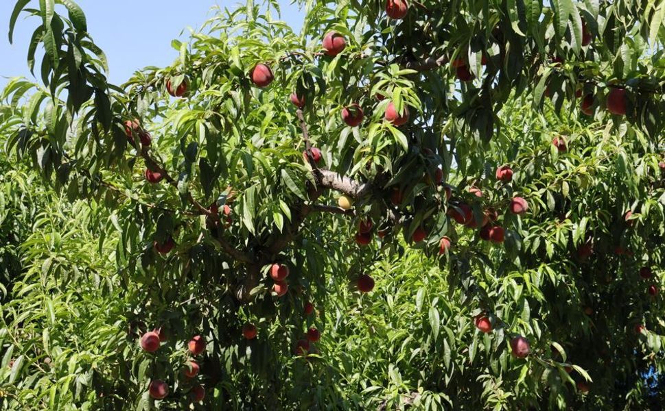 Şeftali ve nektarin ihracatı 343 milyon dolara ulaştı