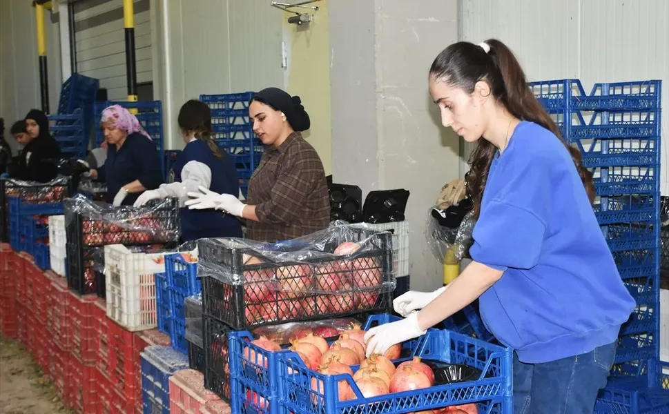 Batı Akdeniz’in Yaş Meyve İhracatı 9 Ayda Yüzde 53,5 Arttı